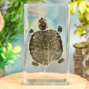 May include: A small turtle specimen preserved inside a clear, rectangular resin block. The turtle is positioned centrally, displaying its dark, patterned shell, four legs with visible claws, and a head facing upward within the transparent material.