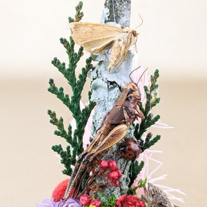 May include: A detailed arrangement featuring a tan moth and a large brown grasshopper perched on a textured, light-colored branch. Green foliage and small red berries add color. A ladybug is also visible.