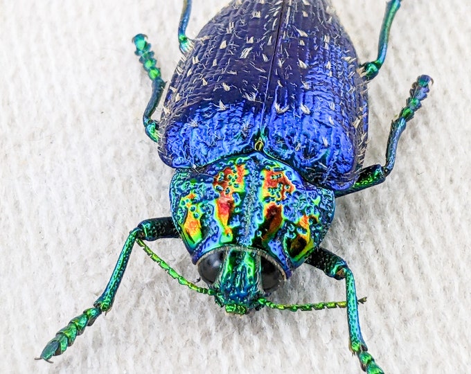 Polybothris sumptuosa gemma Jewel beetle  Specimen iridescent craft entomology Insect Curiosities Oddities bug collector preserved nature