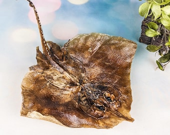 Clearnose Skate fish Oddities Curiosities Specimen stingray Collectible Preserved Marine Decor nautical collectible fish props curio craft
