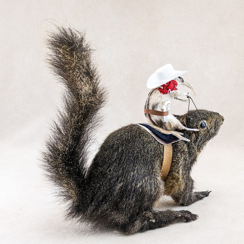 Cowboy Mouse Riding Real Squirrel Cute Taxidermy Oddities Curiosities ...