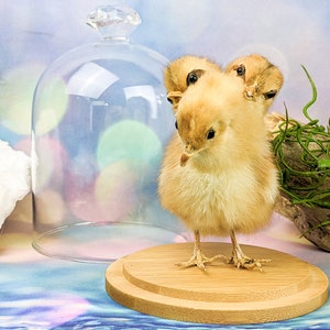 3 Headed Chicken glass dome Display chick bizarre Gaff Preserved Specimen Macabre Home decor Oddity curiosity unique gift bizarre