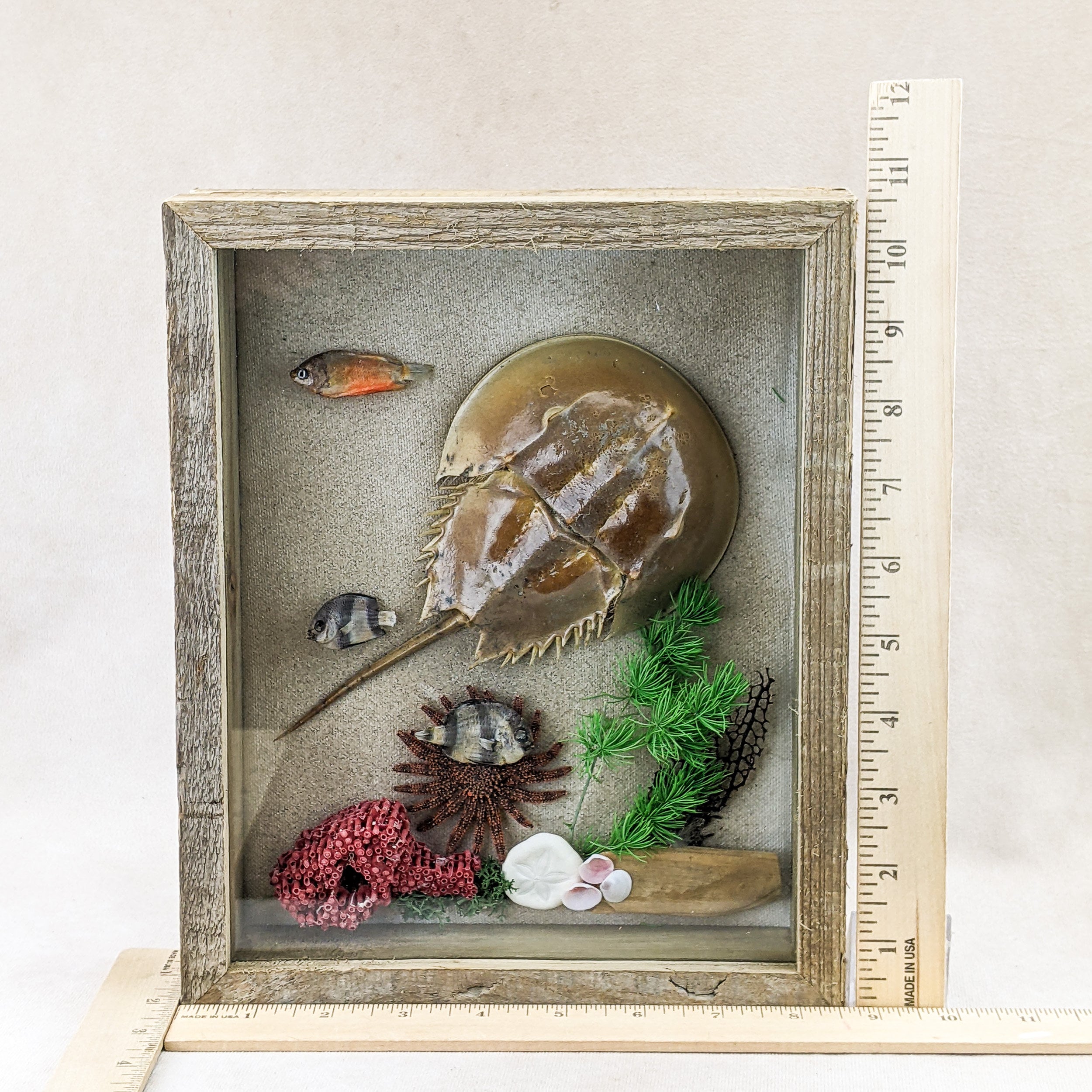 No.1295 ピクチャージャスパー キューブ オブジェ 置物 Horseshoe Crab Taxidermy Collectible Shadow Box Display Specimen