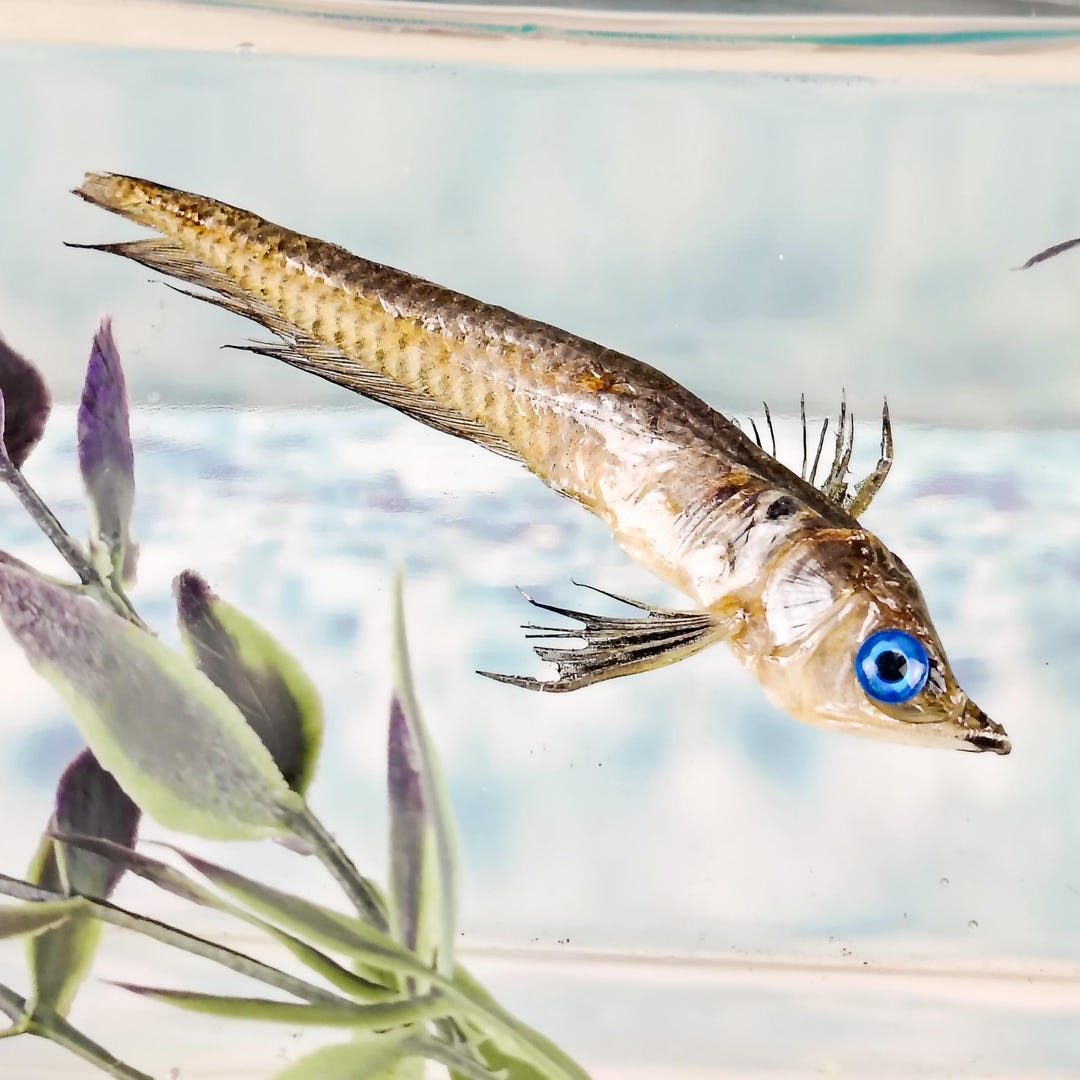 Monkeys R Us Tennessee Real Silver Arowana Specimen Water Monkey Fish Taxidermy Ancient ...