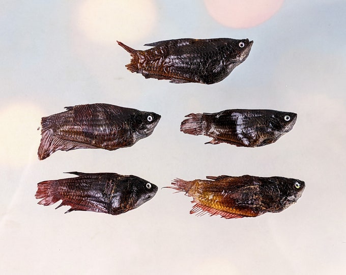 Five Betta Fish Taxidermy oddity collectible specimen educational crafts  educational marine decor crafts preserved aquatic