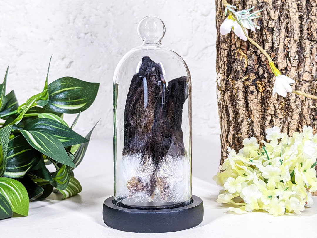 Bunny Rabbit Ears Glass Dome Display Taxidermy Specimen Curiosities ...