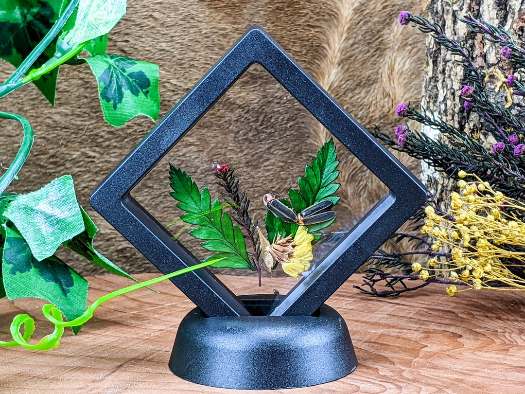 I49b Firefly 2 Lightening Bug Beetle Entomology Taxidermy Display ...