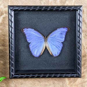 May include: A framed butterfly specimen. The butterfly has large, vibrant blue wings with brown edges, displayed against a black background. The frame is black with a textured, rope-like design.