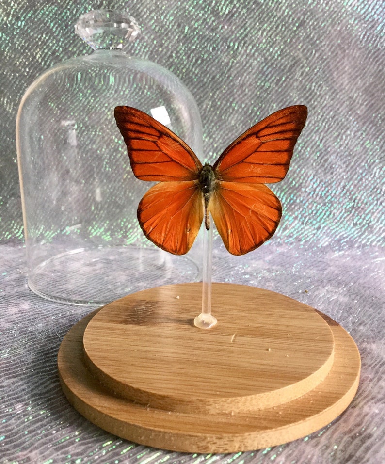 BF08 Taxidermy Entomology Butterfly Specimen Glass Dome Dsply insect collectible