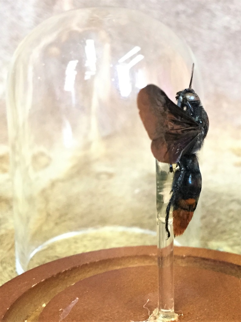 y45 Entomology Iridescent Scoliid Wasp Megascolia azurea Male Glass Dome Display collectible specimen insect