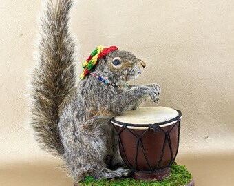 U25 Rasta Bob Marley Bongo Playing Squirrel Oddities curiosities display full mount anthropomorphic collectible specimen decor reggae