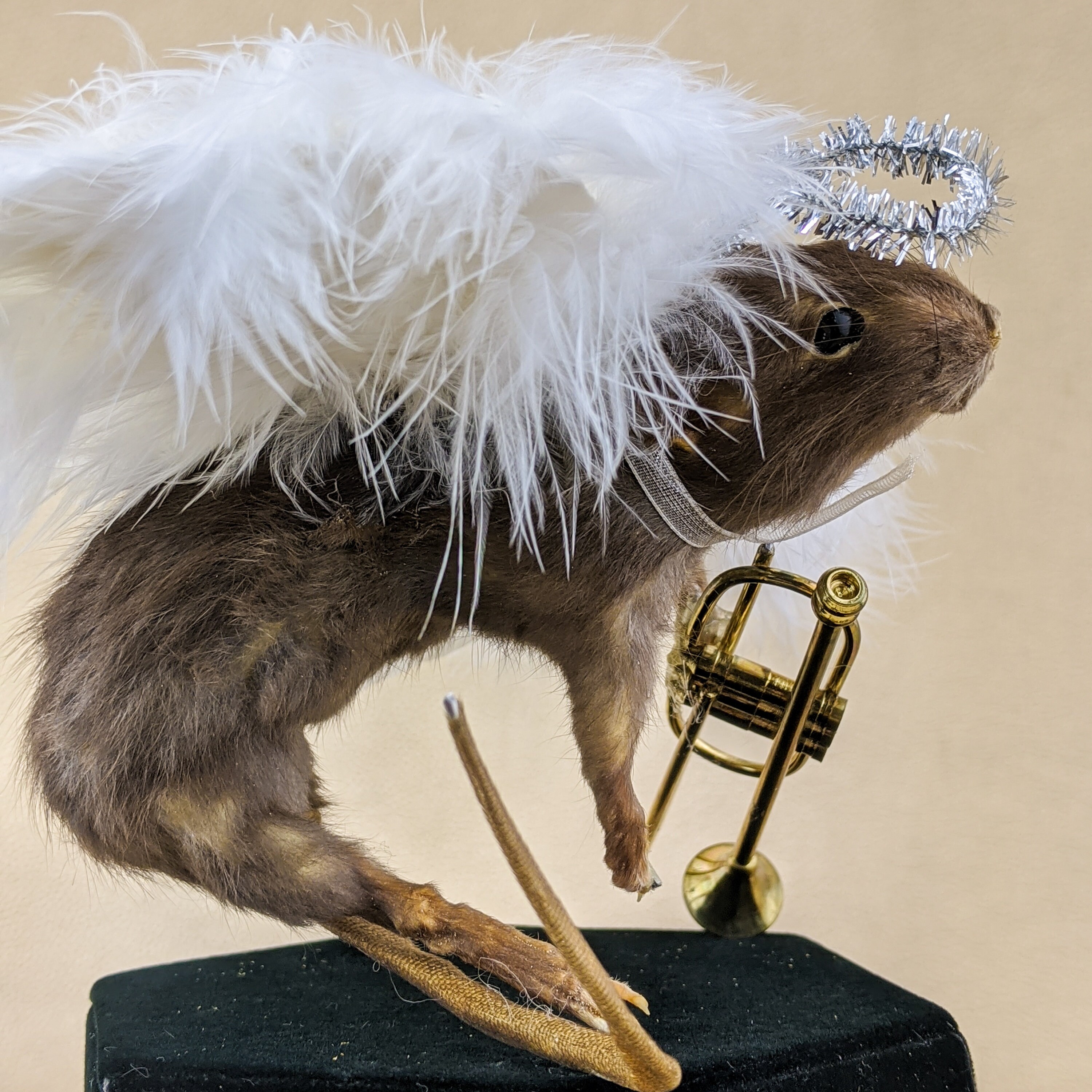 I10b Taxidermia Antropomórfica Ángel Rata con alas y cuerno de | Etsy
