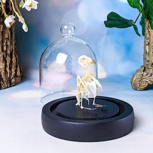 Bird skeleton COLLOCALIA ESCULENTA Glass Dome Display collectible specimen Swiftlet