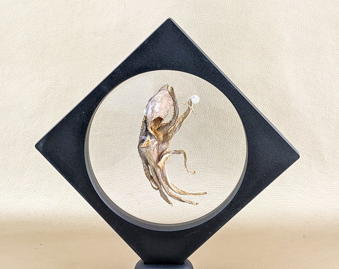 W49p Octopus floating display Taxidermy curiosities oddities collectible ocean Nautical Educational Curiosity Home Decor Sea Squid preserved