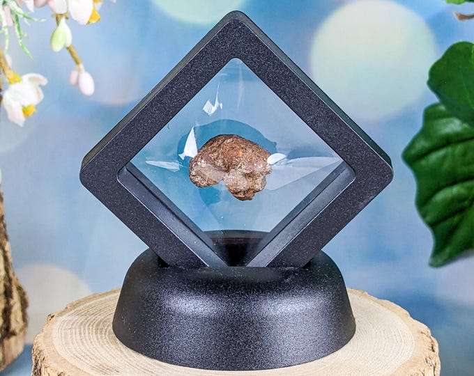 Dinosaur Poop Fossil Floating Frame Oddities Curiosities Fossilized Gag ...