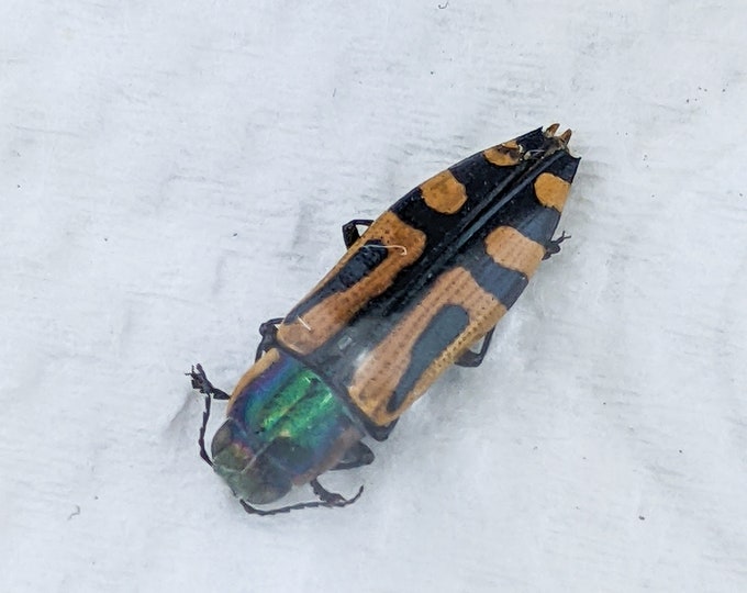 h31f Pygicera Scripta Chili Jewel beetle Specimen Oddities Curiosities insect specimen entomology educational specimen home collectible bug
