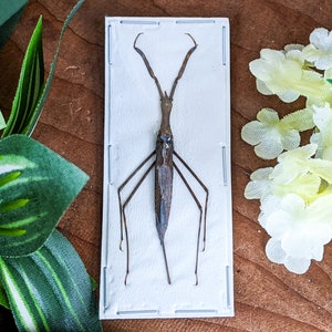 Water scorpion Ranatra Longipes Specimen Entomology Oddities Curiosities oddities curiosities decor aquatic bug insect collector biology