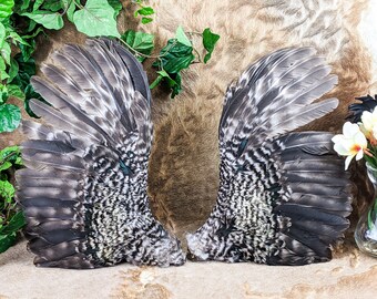 CW5 15+ Chicken Rooster Wings Crafts Bird Feathers pair Taxidermy Oddities curiosities smudging fly tying haberdashery Display Educational
