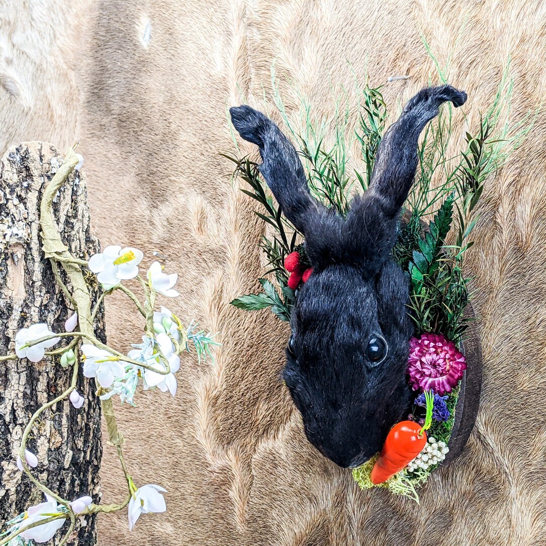 Rabbit Head Display Taxidermy Oddities Curiosities Bunny Mount ...
