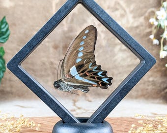 May include: A preserved butterfly specimen displayed in a black diamond-shaped shadow box with a clear acrylic cover. The butterfly has blue, brown, and white wings with black markings.