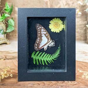 May include: A framed butterfly wing display. The butterfly wing is brown and white with a blue edge. A yellow flower and green fern are also in the frame. The frame is black.
