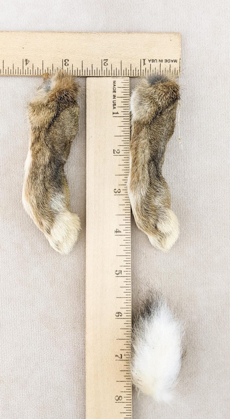 Rabbit Ear Measuring Ruler Rabbit Feet Tail & Ears Taxidermy 1 Set of 7 (3 1/2