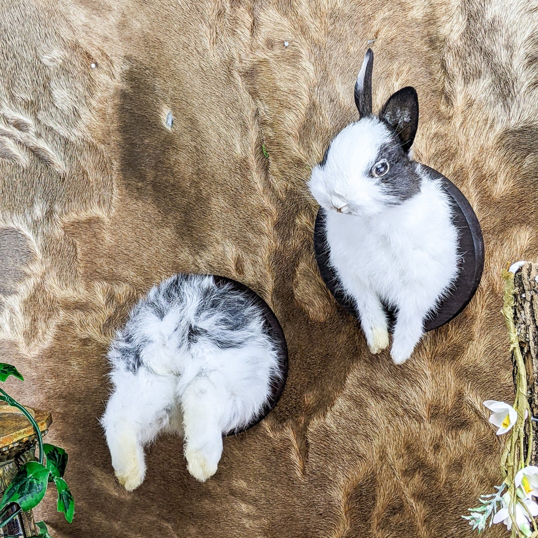Rabbit Front & Back Between Rooms Taxidermy Whimsical Gifts Rustic ...