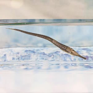 Northern Pipefish fish  5 3/4+&quot; specimen preserved aquatic props nautical decor  ocean display marine life art aquarium preserved fish gift
