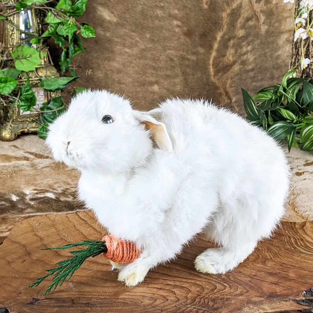 Baby Bunny Rabbit Collectible Taxidermy Oddities Curiosities Display ...