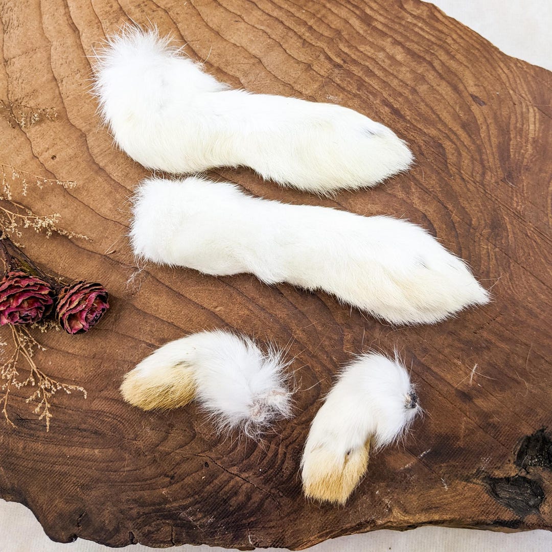 Fake Rabbit Paws Rabbit Feet Craft Taxidermy 1 Set of 4 Real Matched Fur Bunny Oddities ...