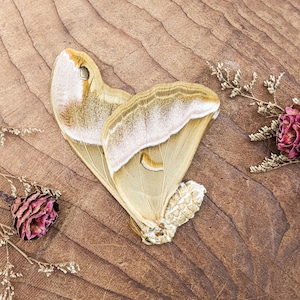 May include: A pair of butterfly wings with tan and cream coloring, resting on a wooden surface. The wings are arranged in a heart shape, with dried flowers and foliage scattered around them. The wings have a delicate, textured appearance.