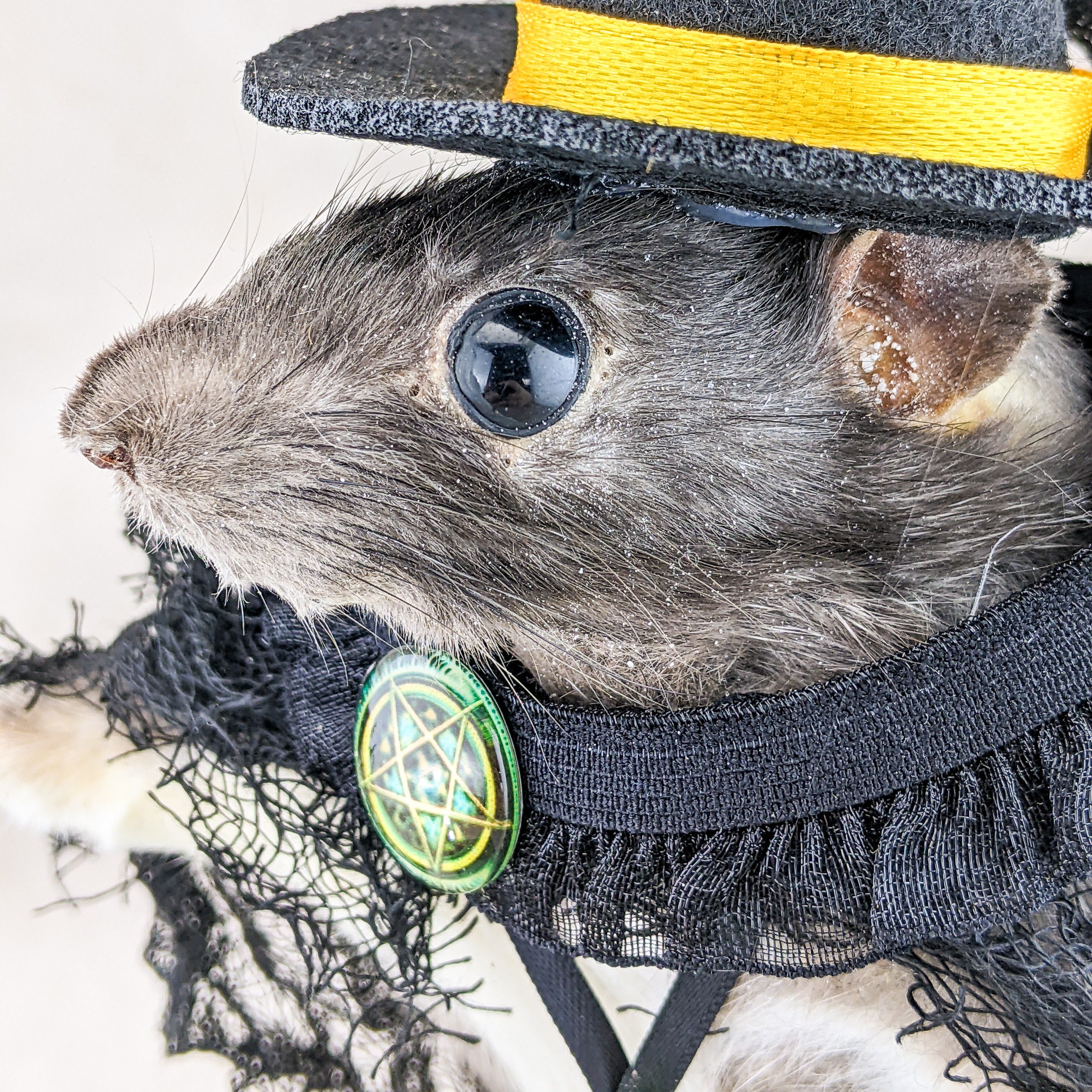 Witch Rat and Frog Prince Cute Taxidermy Oddities Curiosities