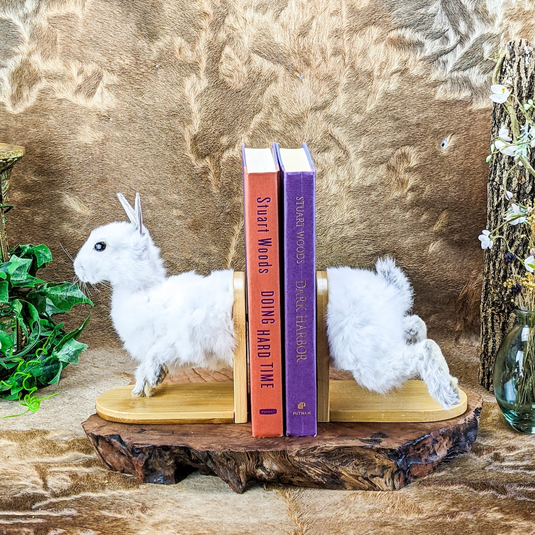 H66b Bookend Bunny Rabbit Shelf Taxidermy Oddities Curiosities Cute ...
