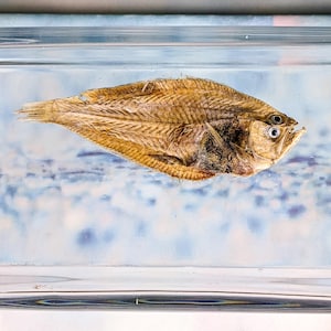 Flounder fish specimen aquarium collectible nautical educational curio cabinet decor oceanology marine biology life ocean crafting gift