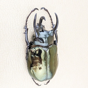 Atlas Beetle Green keyboh Sumatra 70+ mm specimen craft curiosities entomology biology insect bug collector curiosity cabinet nature gift
