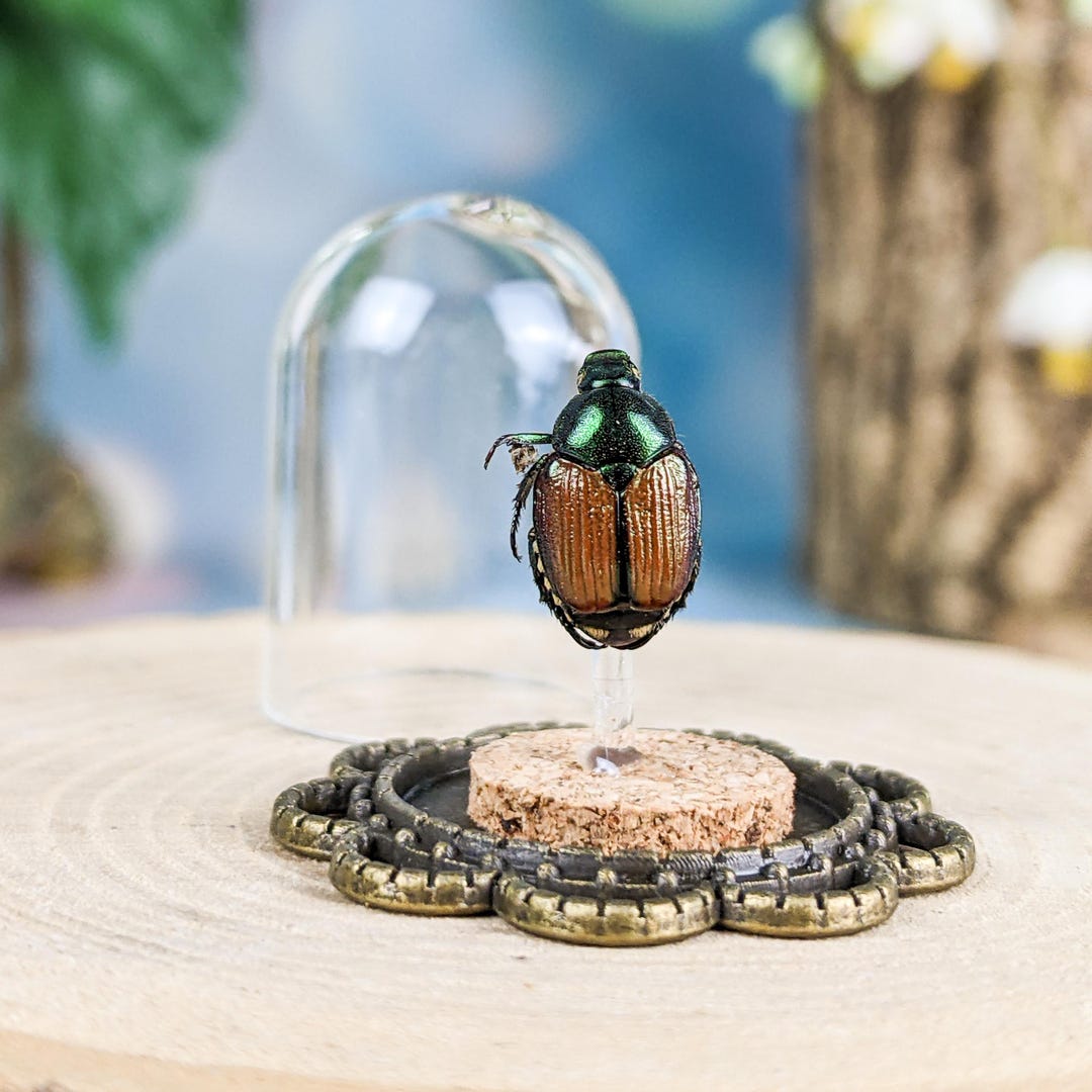 Scarab Beetle Glass Dome Display Entomology Taxidermy Collectible ...