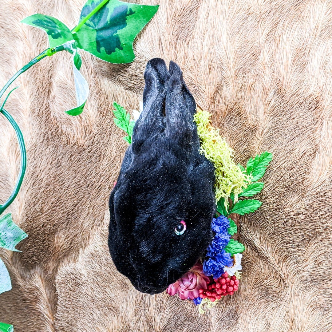 Rabbit Head Taxidermy Hanging Display Collectible Curiosities Oddities ...