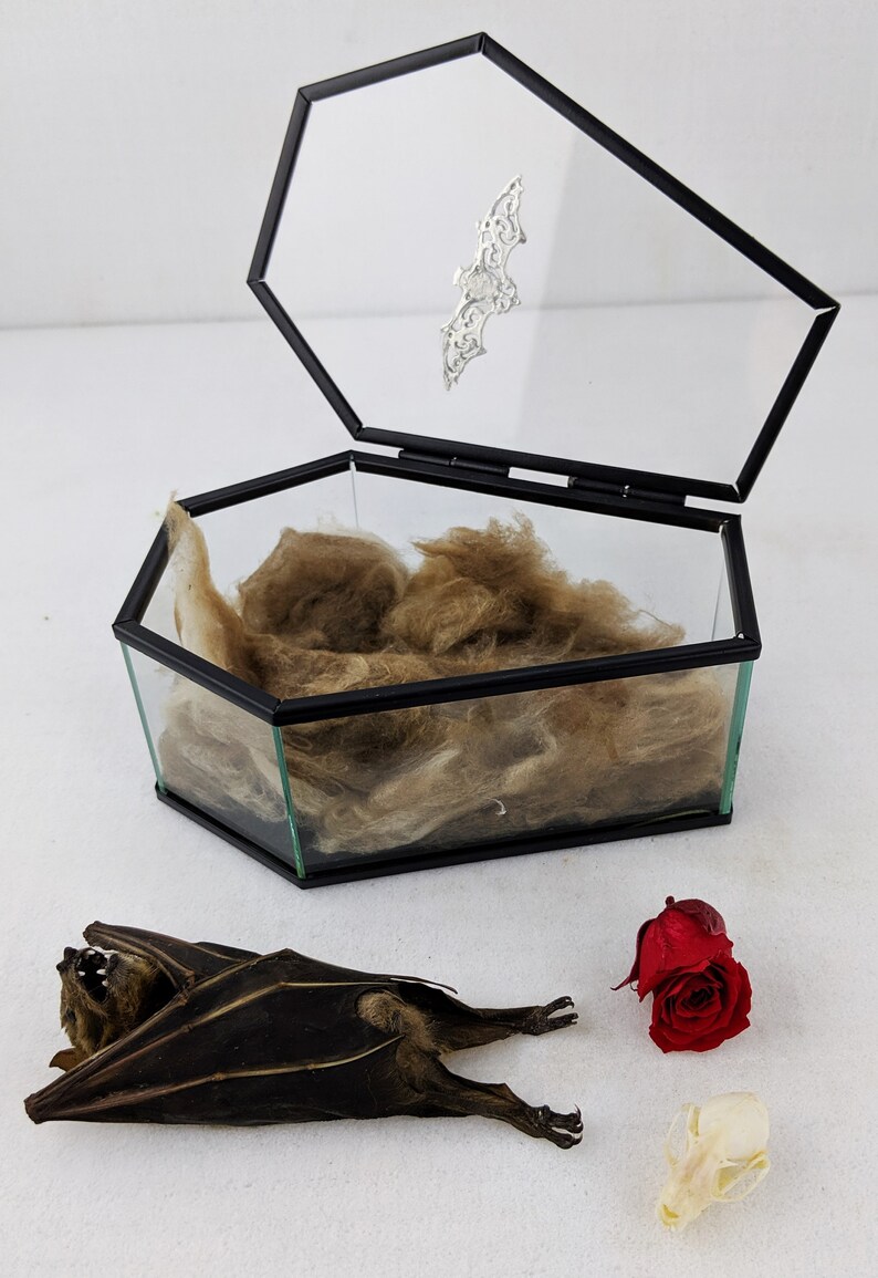s24a Taxidermy Bat Glass Coffin display w Preserved Rose /& bat skull Display collectible specimen Oddity Oddities curiosity cabinet