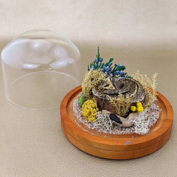 K64 Small Rattlesnake Snake Glass Dome Display Taxidermy Oddities Curiosities  Preserved Specimen Home Decor Curiosity Cabinet Collectible