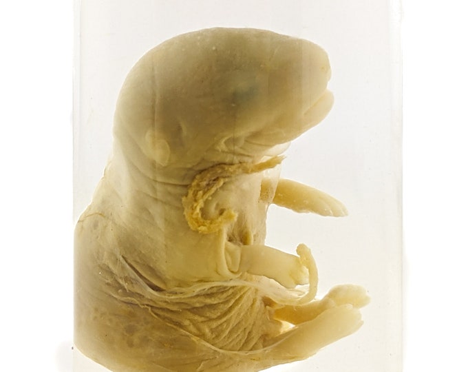 PV#2 Pinkie Vole fetal Wet Specimen jar Oddities curiosities Collectible Preserved Scientific Display Biology educational fetus home