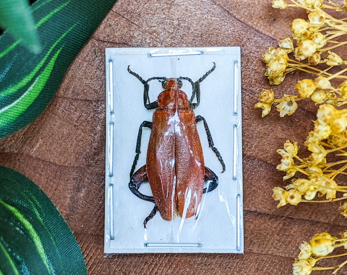 Blister Beetle specimen Display Entomology taxidermy Oddities curiosities bug collector preserved  insect nature curio cabinet biology