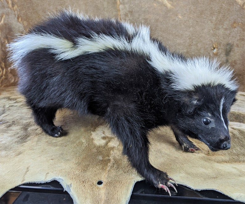 Skunk #6 Taxidermy large Skunk standing mount collectible specimen Adorable Oddity Curiosity Cabinet Home Decor Educational Oddities