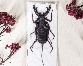 Whip Scorpion Spider Hypocnoctus R Entomology Oddity Curiosities specimen Display bugs Insect Collectible Specimen craft collectible gift