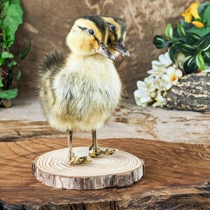Two Headed Duck Duckling standing on wood Oddities Curiosities collectible decor preserved specimen Macabre Anomaly bizarre mount curio