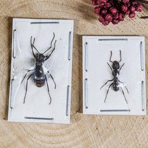Ant Pair Formicidae (2) specimens craft oddities curiosities crafting entomology bug collector preserved nature biology entomologist gift