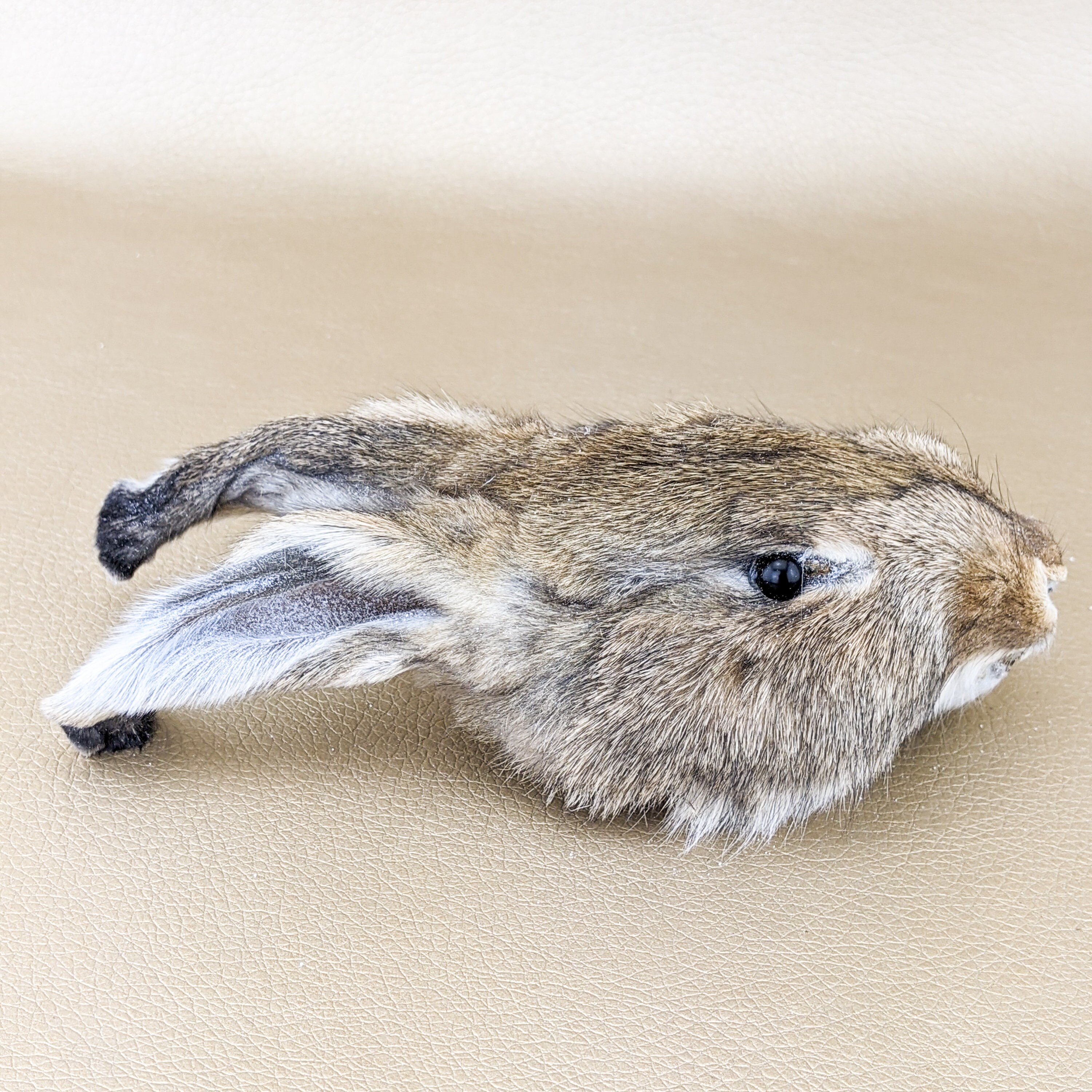 B15b taxidermy 1 set 6 Real matched Rabbit Head Feet Tail & Etsy