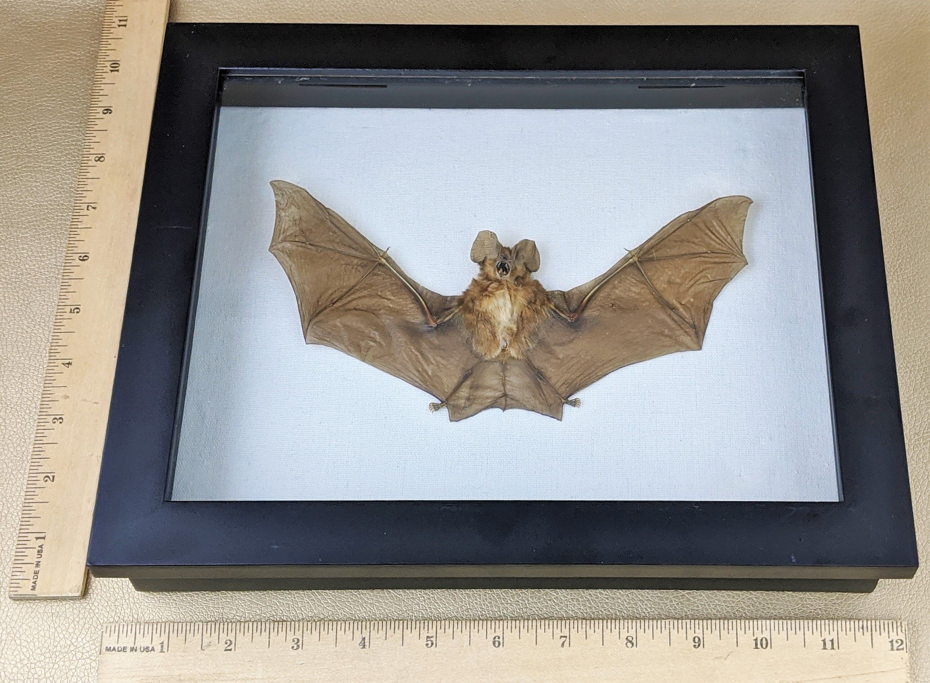 P2b RL Entomology Taxidermy bat Rhinopholus L Framed Etsy