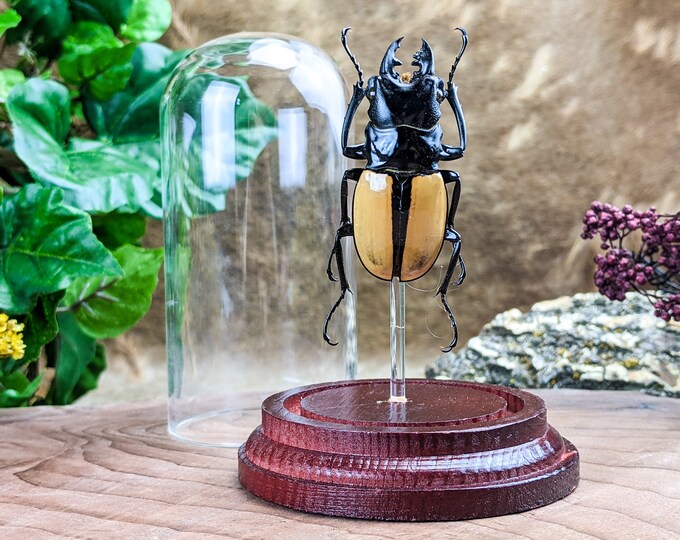 Stag Beetle Short Horn Glass dome Display Entomology Taxidermy collectible curiosities oddities specimen Odontolabis Castelnauli