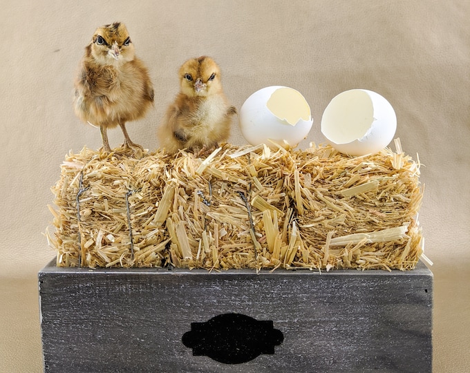 z13 2 Brown Chicks & Eggs in Hay Container Taxidermy chicken bird  Farm country decor kitchen collectible baby specimen oddity cotttagecore