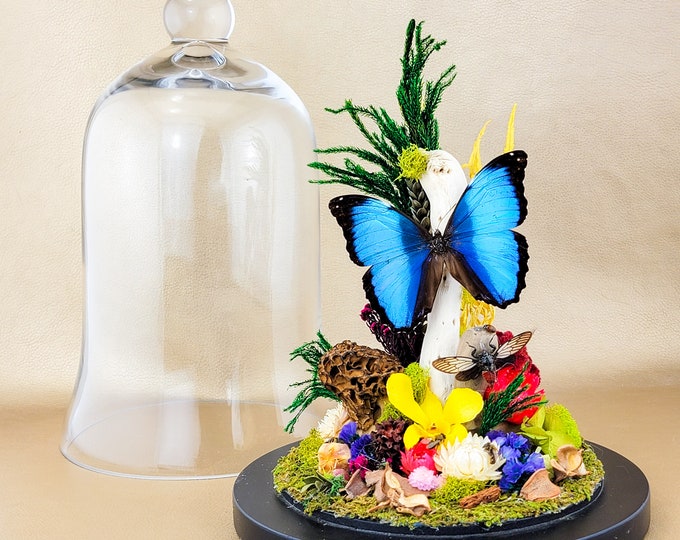 Morpho Butterfly Floating Display Taxidermy Entomology curiosities blue Preserved Specimen dome display Home Decor Educational BF69 (MD) LG